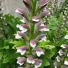 Acanthus mollis